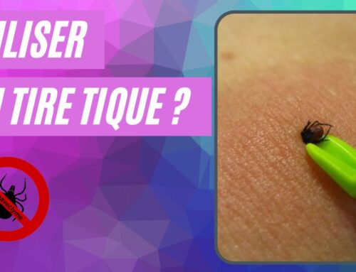 Randonnée : comment éviter les tiques et Lyme
